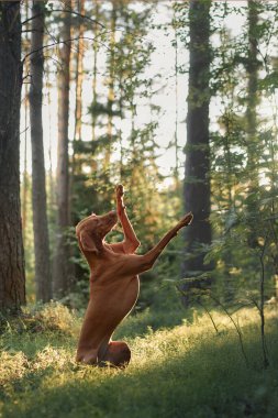 A Hungarian Viszla dog by tall trees in a forest. The dynamic pose adds a sense of curiosity and adventure to the serene natural setting. clipart