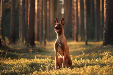 Belçikalı bir Malinois, ormanın sıcacık parıltısında zarifçe oturuyor. Huzurlu kompozisyon, köpeğin doğal çevresiyle uyumu vurguluyor..