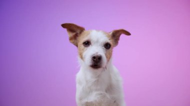 Bir Jack Russell Terrier, mor bir arka plana karşı tuhaf bir ifadeyle tatlı bir şekilde oturur ve büyüleyici ve neşeli bir stüdyo fotoğrafı yaratır..