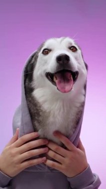 Tek boynuzlu bir kafa bandı takan bir Husky yumuşak bir arka planda otururken neşeyle gülümsüyor. Canlı ifade onun neşeli ve canlı doğasını vurgular..