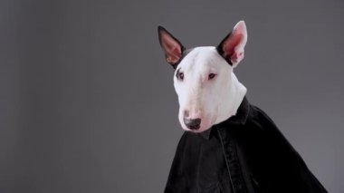 Siyah resmi kıyafetli bir Boğa Teriyeri, kafasını gri arka plana doğru çevirirken yakalanır. Köpeğin özenli duruşu ve bastırılmış tonları ince bir atmosfer yaratır..