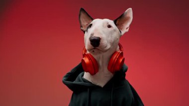 Bir Boğa Teriyeri kırmızı arka planda poz verirken parlak kulaklıklar ve sıradan bir kapüşonlu giyer. Oyuncu ve modern kompozisyon köpeğin canlı kişiliğini vurguluyor..