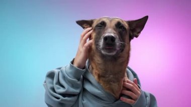 Kapüşon giymiş Malinois köpeği pembe ve mavi eğimli arka plana bakıyor. Sahne, onun düşünceli ve kompleks davranışlarını vurguluyor..