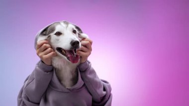 Mor kapüşonlu bir kapüşonlu köpek yavrusu pençelerini yanaklarından tutar ve eğimli pembe ve mavi bir arka plana karşı gülümser. Çekim köpeklerin neşeli ve anlamlı doğasını yakalar..