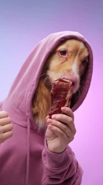 Kapüşonlu bir Nova Scotia Duck Tolling Retriever mor bir arka planda otururken zevk alır. Rahatlamış ve neşeli ifade onun kişiliğini vurgular..