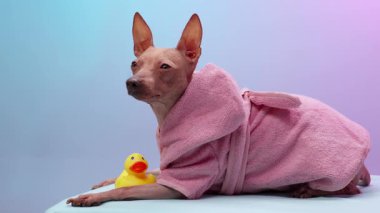 Kılsız bir teriyer pembe bir havluya sarılıp üzerinde sarı plastik bir ördek oyuncağı bulunan pembe ve mavi renkli bir arka planda oturur. Sahne onun rahat ve neşeli kişiliğini yakalar..