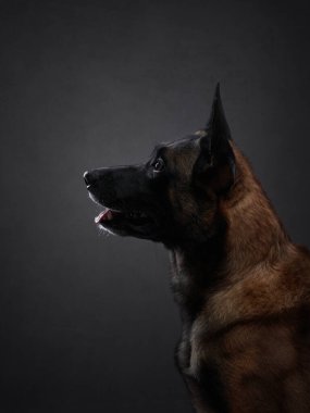 Belçikalı bir Malinois siluette yakalanır, kafası hafifçe döner. Karanlık arka plan ve aydınlatma çarpıcı, dramatik bir etki yaratır..