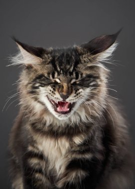 Bir Maine Rakun kedisi başını eğer ve yana bakar, bıyıkları öne çıkar. Yumuşak ışıklandırma kürkünün dokusunu vurgular..