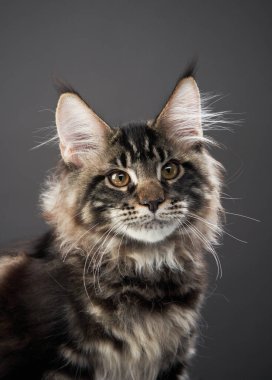 Bir Maine Rakun kedisi yoğun bir dikkatle karşıya bakar. Koyu arkaplan kürkünün kontrastını arttırır.