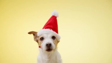 Jack Russell Terrier, sarı bir arka planda sakince otururken kırmızı bir Noel Baba şapkası takıyor ve neşeli ve kutlama sahnesi yaratıyor..