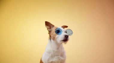 Mavi güneş gözlüğü takan bir Jack Russell Terrier neşeli sarı bir arka plana karşı neşeli bir şekilde yukarı bakar ve sakin ve rahat bir sahne yaratır..