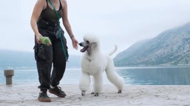 Beyaz bir kaniş gölün yanında duran bir insanla eğlenceli bir şekilde etkileşime girer, arkasında dağlar vardır. Köpek meşgul ve anın tadını çıkarıyor..