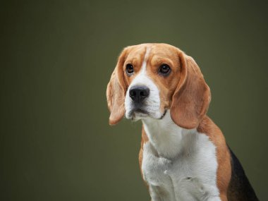 Bir av köpeği sandalyeye oturur ve bir patisini kaldırır, oyuncu ve özenli görünür. Dengeli ışıklandırma köpeklerin sıcak kürk tonlarını vurgular..