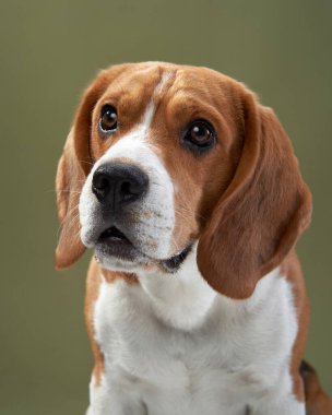 Bir av köpeği, kafasını hafifçe eğerek, tuhaf bir ifadeyle ileri bakar. Yumuşak ışıklandırma köpeğin sıcak kürk tonlarını ve anlamlı gözlerini güçlendirir..