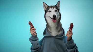 Yumuşak mavi arka planda, patilerinde iki aperatif tutan bir Husky görülüyor. Görüntü, köpeklerin neşeli ve neşeli doğasını vurgular..