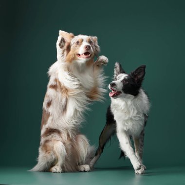 İki sınır köpeği enerjik bir şekilde oynuyorlar, biri yukarı zıplarken diğeri izliyor. Yeşil arkaplan onların canlı etkileşimlerine derinlik katıyor.