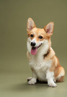 Bir Pembroke Welsh Corgi mutlu bir ifadeyle oturur, dil dışarı, yumuşak yeşil bir arka plana karşı. Dostane ve çekici görünüşü temiz bir portrede yer alıyor..