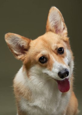 Bir Pembroke Welsh Corgi başını hafifçe eğiyor, dili dışarı çıkıyor ve kulakları yukarı kalkıyor. Tarafsız arka plan köpeklerin çekici ve meraklı görünmesini sağlar..