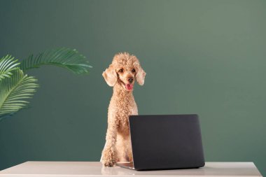 Bir Bengal kedisi bir ipe bağlı tüylü bir oyuncakla oynarken yerde yatar. Koyu kahverengi arka plan kedilerin çarpıcı palto desenlerini güçlendirir..