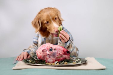 Ekose gömlekli bir Nova Scotia Duck Tolling Retriever, bir gurme çiğ etle masada otururken bir parça yeşillik tutar. Köpek meraklısı ve özenli tavır.
