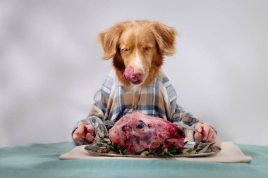 Ekose gömlek giyen bir Nova Scotia Duck Tolling Retriever bir gurme et tabağıyla masada oturuyor. İyi aydınlatılmış iç mekan düzeni köpekleri meraklı ve sakin hale getiriyor..