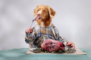 Ekose gömlekli bir Nova Scotia Duck Tolling Retriever bir tabak çiğ etle yeşilliklerle süslenmiş bir masada oturuyor.. 