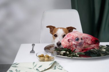 Çiğ et ve marulla tabağın kenarından bakan bir Jack Russell Terrier. Köpeğin meraklı ifadesi ev yemeği düzenine eğlenceli bir dokunuş ekler..