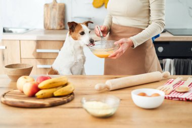 Bir Jack Russell Terrier, mutfak tezgahında yemek hazırlayan birini yakından gözlemler. Sahne, tezgahta meyve ve pişirme aletleriyle dolu..