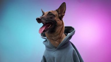 Kapüşonlu bir köpek yumuşak pembe ve mavi bir renge karşı parlak bir şekilde gülümsüyor. Görüntü onun neşeli ve cana yakın doğasını yakalar..