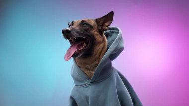 Kapüşonlu Malinois köpeği, pembe ve mavi bir arka plana karşı yukarıya bakıyor, merak ve cazibe saçıyor. Yumuşak ışıklandırma onun anlamlı kişiliğini geliştirir..