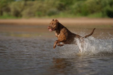 Köpek sahilde suda koşuyor. Açık havada aktif pitbull teriyeri.