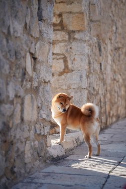 Bir Shiba Inu, ortaçağ taş duvarlarına karşı gün ışığında duruyor. Kırsal alan ve doğal ışık tarihi çevrenin cazibesini ve sükunetini vurguluyor..