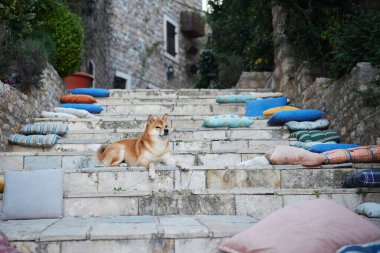 Bir Shiba Inu, sessiz bir avluda minderlerle çevrili renkli taş bir merdivende rahatlar. Ortaçağ cazibesi ve modern konforun bir karışımını barındırıyor..