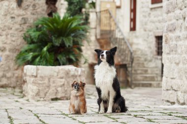 Bir Border Collie ve küçük bir köpek, yeşilliklerle çevrili tarihi bir taş meydanda yan yana poz veriyorlar. Dengeli ifadeleri arkadaşlıklarını vurguluyor..