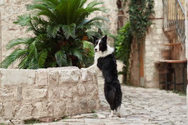 Bir Border Collie arka ayakları üzerinde duruyor, tarihi bir kasabada alçak bir taş duvara yaslanıyor. Arkaplanda yeşillik ve kırsal taş mimarisi yer alıyor..
