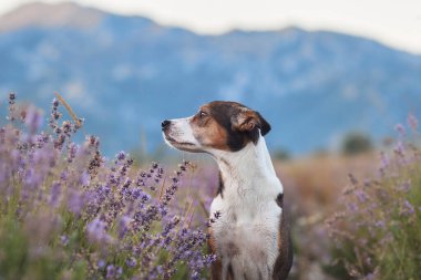 Bir Jack Russell Terrier çiçek açan ve yumuşak doğal ışıkla dolu huzurlu bir lavanta tarlasında dinleniyor. Barışçıl ortam köpeklerin odaklanmış bakışlarıyla güzel bir tezat oluşturuyor..