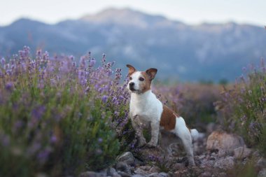 Bir Jack Russell Terrier, canlı çiçeklerle çevrili kayalık yollar boyunca yürüyen bir lavanta tarlasını keşfediyor. Dağların manzaralı arkaplanı sahnenin doğal güzelliğini arttırır..
