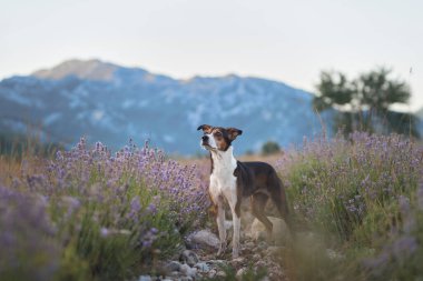 Neşeli bir köpek engebeli arazinin çerçevelediği yumuşak doğal ışık altında renkli lavanta çayırlarını keşfeder. Canlı çiçekler huzurlu ortama canlı bir dokunuş ekler..