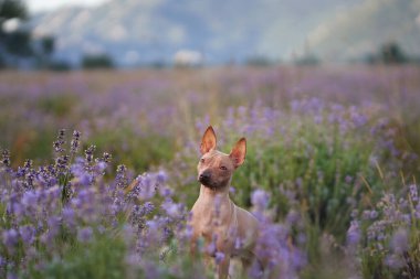 Bir Amerikan Kılsız Teriyer köpeği, serin bir dağ manzarasına dayanan, çiçek açan lavantalarla çevrili kayalık bir yolda poz verir..