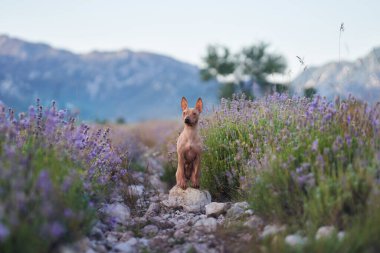 Bir Amerikan Kılsız Teriyeri, engebeli arazi ve sakin bir dağ zemininin çerçevelediği çiçek açan lavantanın ortasında güvenle durur. Canlı çiçekler huzurlu ve renkli bir ortam yaratır..