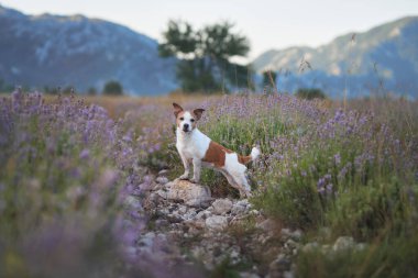 Bir Jack Russell Terrier, yumuşak ışık ve engebeli araziyle çevrili, çiçek açan lavanta tarlalarının ortasında oturuyor. Köpekler sakin ifadeler, canlı çiçeklerle çok güzel tezat oluşturur..
