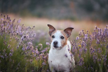 Bir Jack Russell Terrier çiçek açan çiçekler ve doğal ışıkla çevrili canlı bir lavanta tarlasında duruyor. Sakin ve renkli ortam köpeklerin neşeli kişiliğini ön plana çıkarıyor..