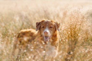 Bir içerik Nova Scotia Duck Tolling Retriever köpeği altın otların arasında dinleniyor. Güneş ışığı içinden akıyor ve sıcak ve huzurlu bir atmosfer yaratıyor..