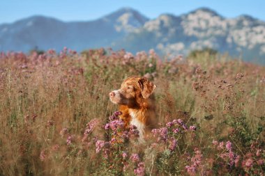Bir Nova Scotia Duck Tolling Retriever otlakta çiçek açan bir köpekle çevrili. Parlak renkler canlı kırsal manzarayı güçlendirir..