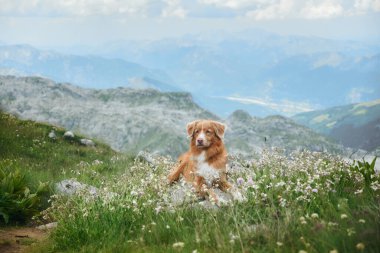 Nova Scotia Duck Tolling köpeği çiçeklerle dolu bir çayırda yemyeşil ve dağ yamaçlarında dramatik bir zemin oluştururken güneşlenir.