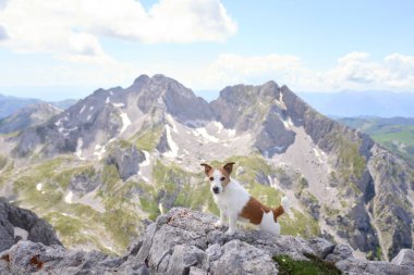 Jack Russell Terrier köpeği arka planda engebeli tepeler olan parlak mavi gökyüzünün altında kayalık bir alp zirvesini keşfediyor. Açık hava maceralarının heyecanını yakaladığı an.