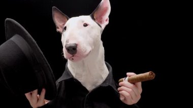 Smokin giymiş bir Boğa Teriyeri elinde puro ve şapkayla siyah arka planda poz veriyor. Zarif ve profesyonel kurgu köpeğin özgüvenli ve cesur tavrını vurguluyor.