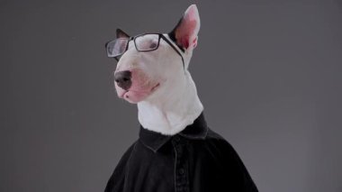Boğa Teriyeri şık gözlük takar ve tarafsız gri bir arka plana sakince poz verir. Temiz ve minimalist ayar köpeğin bestelediği ve akıllı görünümünü vurgular..
