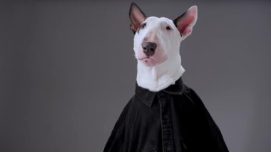 Bir Boğa Teriyeri, tarafsız gri bir arkaplana karşı siyah bir elbiseyle güvenle poz verir. Zarif kıyafet ve kombinasyon ifadesi köpeğin sofistike davranışını vurguluyor..