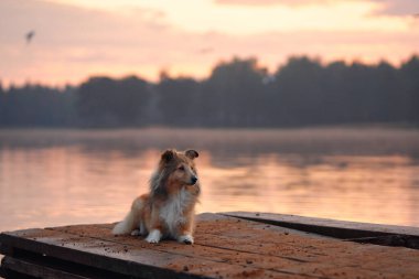 Güneş batarken sakin bir göle bakan bir Collie rıhtımda oturuyor. Gün batımının sakin manzarası ve yumuşak renkleri huzurlu bir an yaratır..